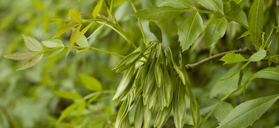 ZANTHOXYLUM AMERICANUM